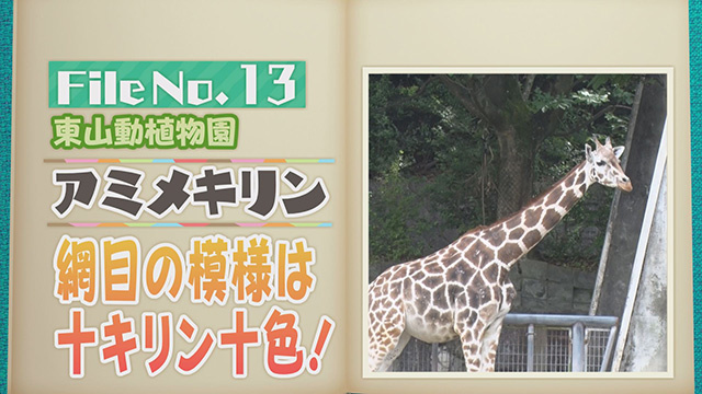【File No.13】東山動植物園＜アミメキリン＞　網目の模様は十キリン十色！ 