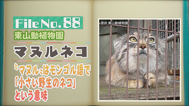 【File No.88】東山動植物園＜マヌルネコ＞　“マヌル”はモンゴル語で「小さい野生のネコ」という意味