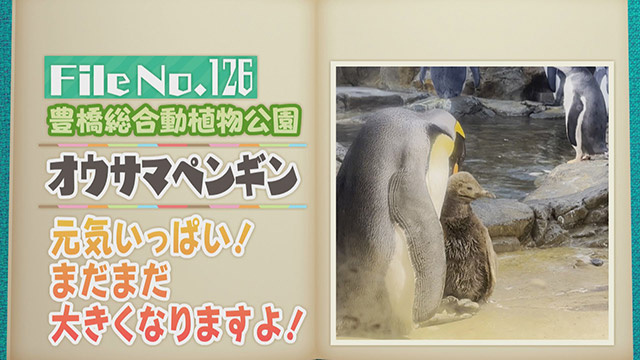 【File No.126】豊橋総合動植物公園＜オウサマペンギン＞　元気いっぱい！まだまだ大きくなりますよ！