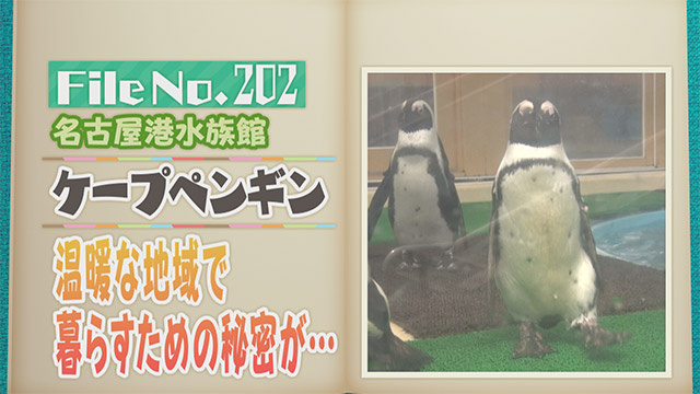 【File No.202】名古屋港水族館＜ケープペンギン＞　温暖な地域で暮らすための秘密が…