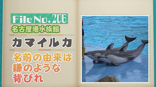 【File No.206】名古屋港水族館＜カマイルカ＞　名前の由来は鎌のような背びれ