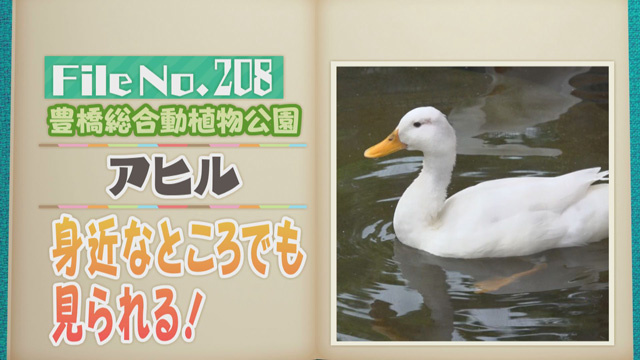 【File No.208】豊橋総合動植物公園＜アヒル＞　身近なところでも見られる！