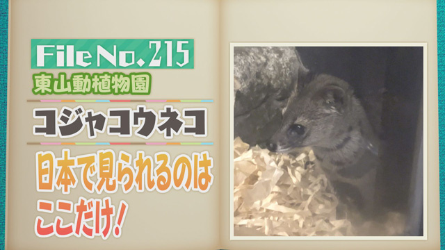 【File No.215】東山動植物園＜コジャコウネコ＞