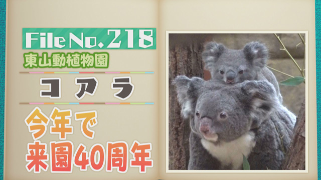 【File No.218】東山動植物園＜コアラ＞