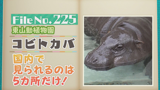 【File No.225】東山動植物園＜コビトカバ＞