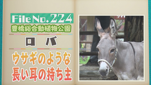 【File No.224】豊橋総合動植物公園＜ロバ＞ 