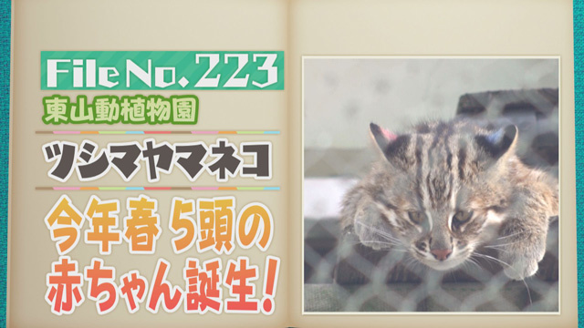 【File No.223】東山動植物園＜ツシマヤマネコ＞