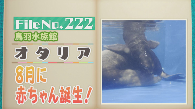 【File No.222】鳥羽水族館＜オタリア＞