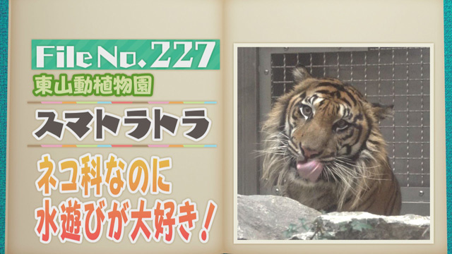 【File No.227】東山動植物園＜スマトラトラ＞