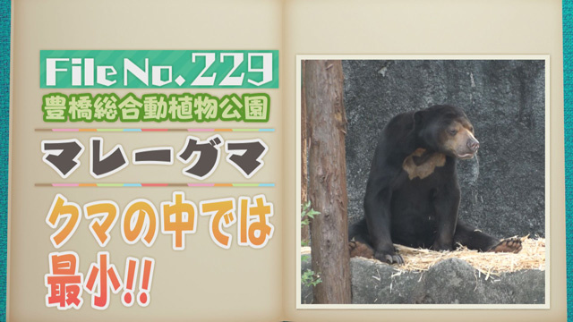 【File No.229】豊橋総合動植物公園＜マレーグマ＞