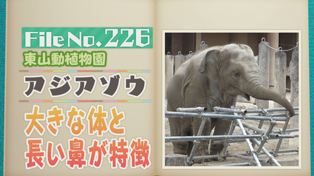 【File No.226】東山動植物園＜アジアゾウ＞