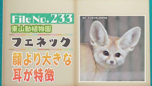 【File No.233】東山動植物園＜フェネック＞ 