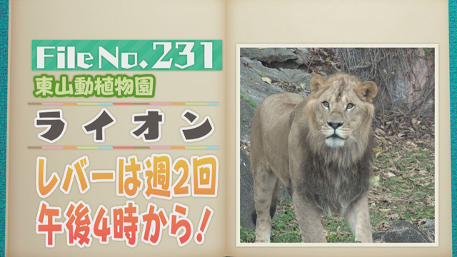 【File No.231】東山動植物園＜ライオン＞