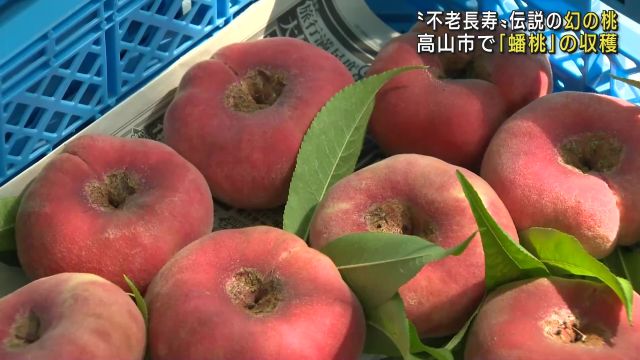 孫悟空が食べ“不老長寿”になった伝説も 幻の桃と言われる「蟠桃」を