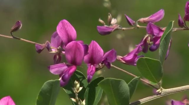 秋の七草 高山市の大雄寺に自生する「萩の花」が見頃 - 名古屋テレビ