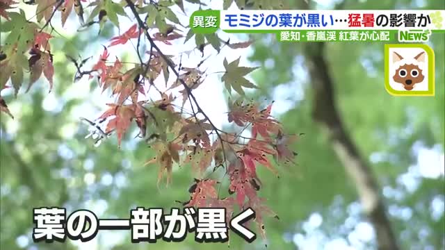 猛暑で紅葉モミジも”夏バテ”…葉の一部が焼けたように黒くなる 愛知の