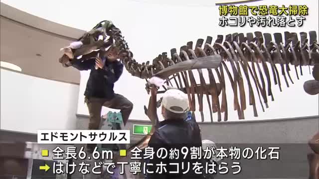 売り値愛知県　ステゴサウルス　見に来て取りに来れる方が希望です！ 生き物