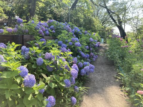 梅雨に映える「アジサイ」“花”の部分はどこにある?　6月いっばいが見頃の東山植物園に聞く　名古屋