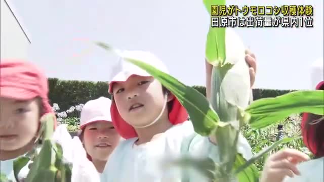 「ゆでて食べたい！」園児が種からまいたトウモロコシを収穫　県内トップの生産地・愛知県田原市の農園