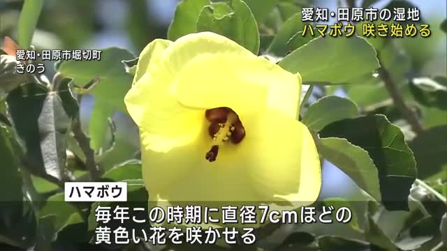 ハマボウの花咲き始める　8月中旬まで見ごろ　愛知県田原市