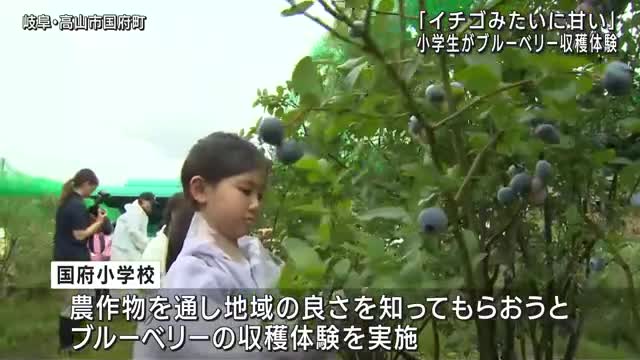 岐阜・高山市の小学校で児童がブルーベリーの収穫体験「イチゴみたいに甘い！」