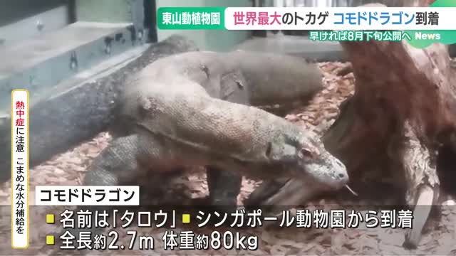 国内唯一の展示　水牛も仕留めるコモドドラゴンが名古屋の東山動植物園に到着