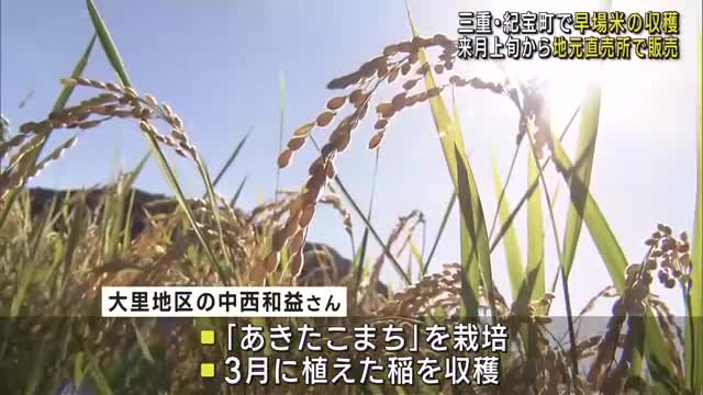 早場米「あきたこまち」稲刈りが始まる　地元の直売所で8月から販売　三重県紀宝町