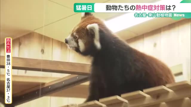 動物たちも暑さにぐったり　レッサーパンダの展示室内に5台のエアコン　東山動植物園