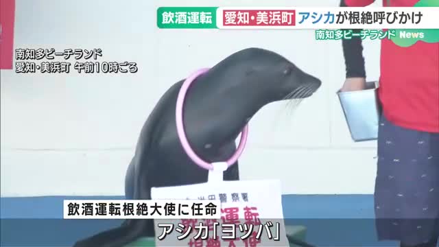 瓶ビールを鼻に乗せ「飲んだらハンドル握るな」　アシカを飲酒運転根絶大使に任命