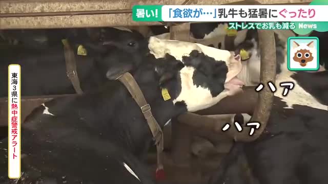 「このままでは牛が死ぬ」記録的な猛暑で乳牛に迫る危険　牧場や牛乳メーカーが懸念