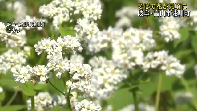 そばの花が満開に　畑は白い絨毯を敷きつめたような景色に　「荘川そば」で知られる岐阜県高山市荘川町