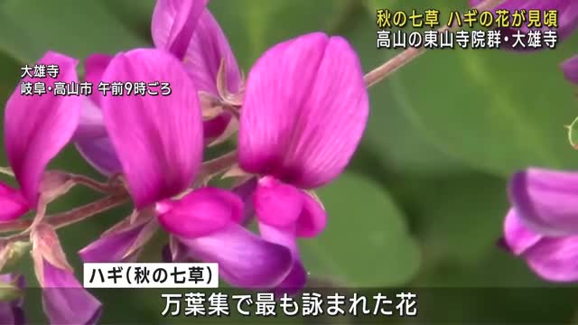 ハギの花が見頃に　万葉集で最も詠まれた花　岐阜県高山市の東山寺院群にある大雄寺