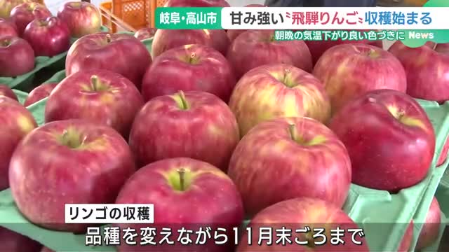 強い甘みが特徴「飛騨りんご」の収穫始まる　地元の道の駅などで販売　岐阜・高山市