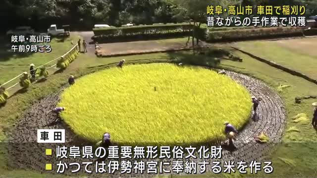 昔ながらの手作業　車田で稲刈り　岐阜県高山市