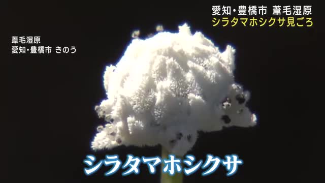 シラタマホシクサが見ごろ　愛知県豊橋市の葦毛湿原