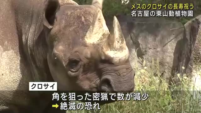 国内最高齢のクロサイを祝う会　人間でいうと約85歳　東山動植物園