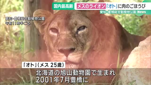 国内最高齢のライオンに肉をプレゼント「食欲旺盛で元気」　豊橋総合動植物公園