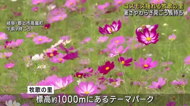 コスモスなど秋の花が見ごろ　標高1000mの「牧歌の里」で　虹色の花畑も