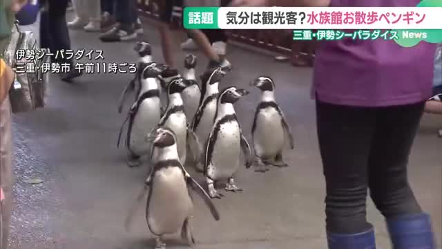 水族館でペタペタお散歩　三重・伊勢シーパラダイスのペンギンがSNSで話題に