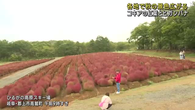 コキアの紅葉やヒガンバナが見頃に　猛暑の今年、ようやく秋らしい景色広がる　岐阜県郡上市と愛知県半田市