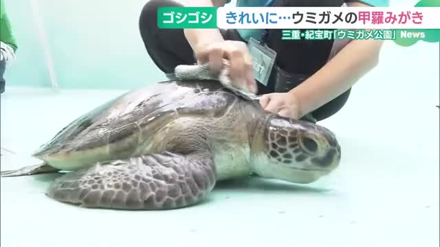 ウミガメの甲羅をタワシとスポンジでゴシゴシ　三重・紀宝町の保護拠点でボランティアら