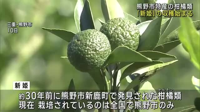 全国で唯一の産地「新姫」の収穫始まる　三重県熊野市