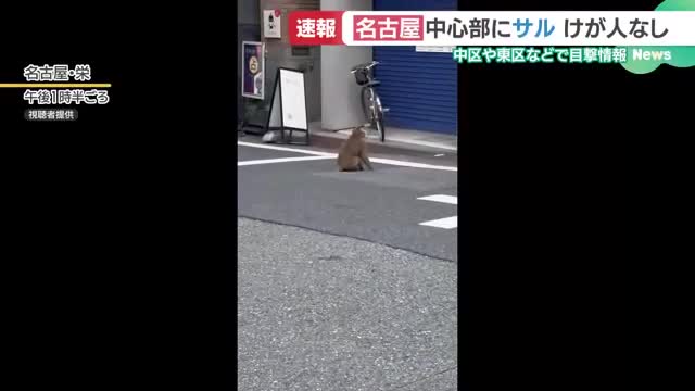 名古屋の中心部にサルの目撃情報相次ぐ「ゆっくり堂々と…」警察「見かけても刺激しないよう」呼びかけ