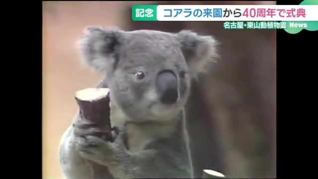 東山動植物園でコアラの来園40周年を記念する式典が開催　参加者には記念品のプレゼントも