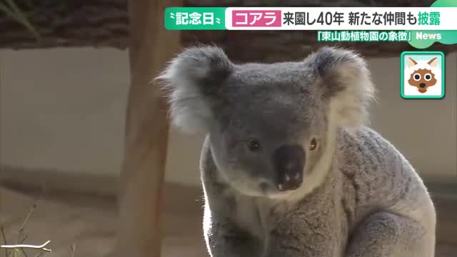 コアラ来園40周年の東山動植物園に新しい仲間　世界的ブームのコビトカバも人気急上昇