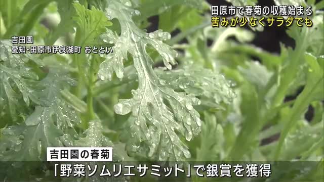 今年も春菊の収穫始まる　苦みが少なく生でサラダとしても味わえる　愛知県田原市の吉田園