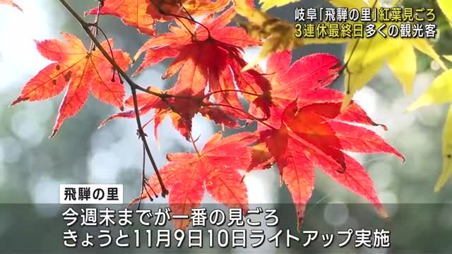 「飛騨の里」例年より10日ほど遅く紅葉が見ごろ　合掌家屋バックにモミジやカエデが色づきライトアップも