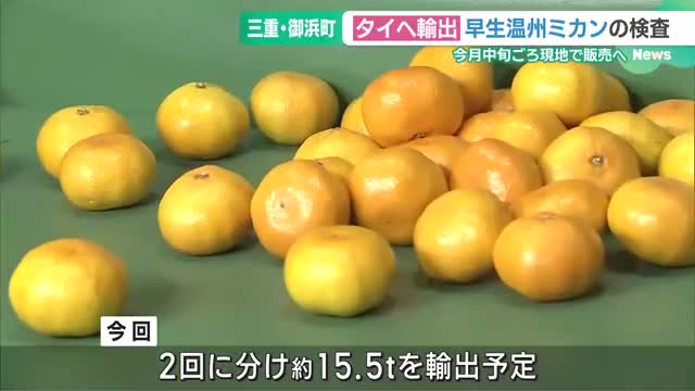 タイヘ輸出「早生温州ミカン」の検査　11月中旬ごろ現地で販売へ　三重県御浜町