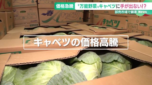 キャベツが高い！ 例年の1.5倍、夏の天候不順が影響　代わりの売れ筋は白菜・根菜類