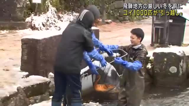 飛騨地方の本格的な冬を前に「コイの引っ越し」　岐阜県飛騨市古川町の瀬戸川で